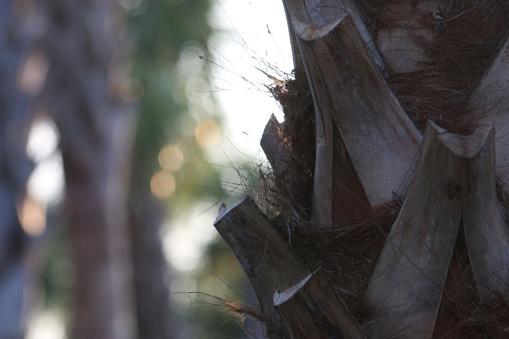 sabal-palmetto-regenerated-cabbage-palm-regenerated