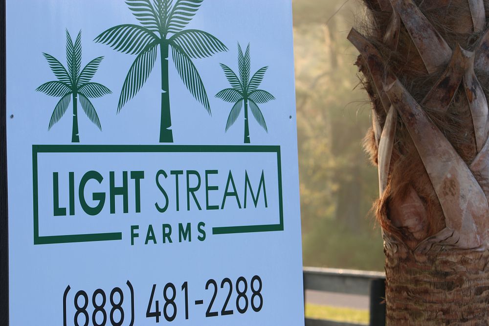 sabal-palmetto-regenerated-cabbage-palm-regenerated