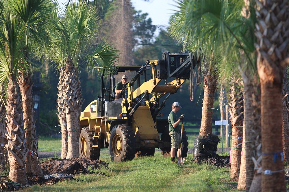 sabal-palmetto-regenerated-cabbage-palm-regenerated