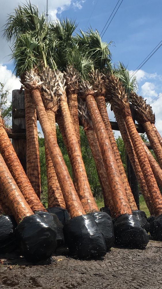 sabal-palmetto-regenerated-cabbage-palm-regenerated