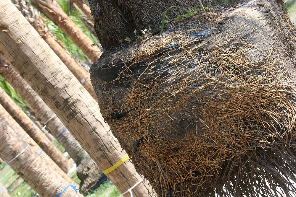 sabal-palmetto-regenerated-cabbage-palm-regenerated