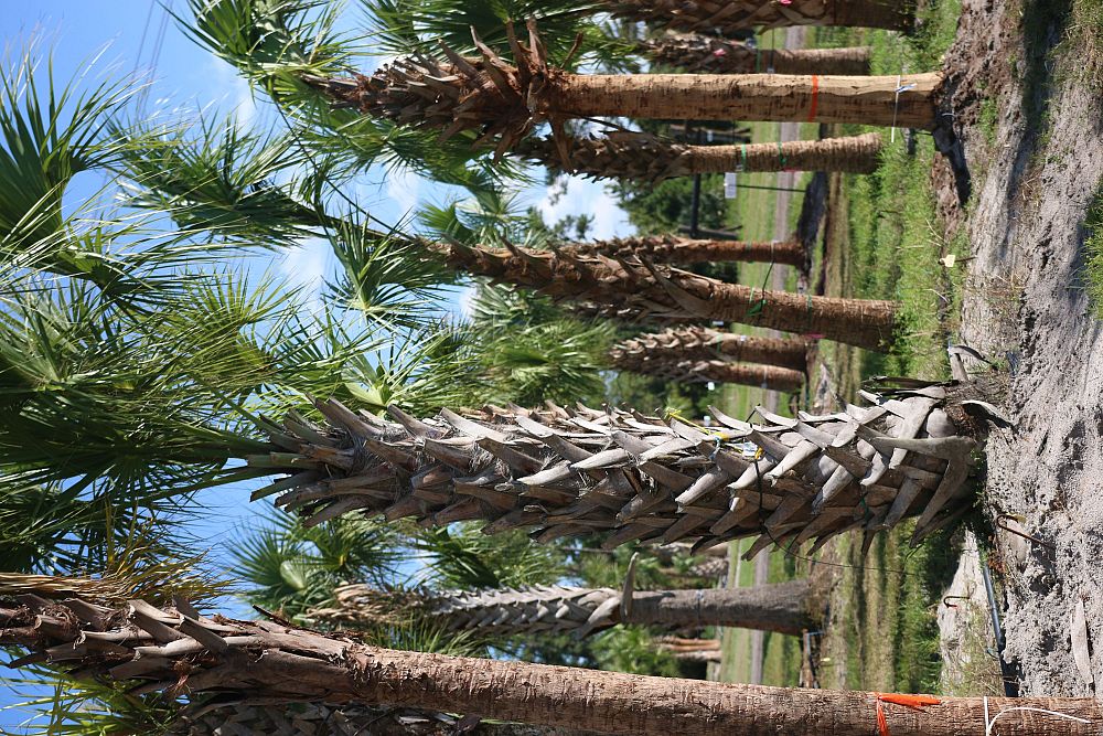 sabal-palmetto-regenerated-cabbage-palm-regenerated