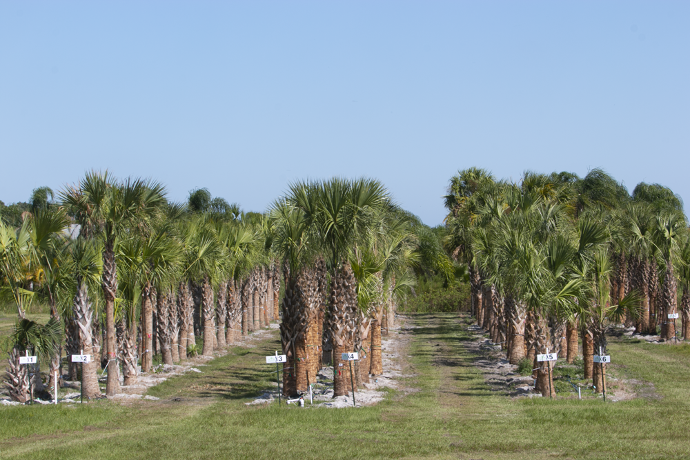 sabal-palmetto-regenerated-cabbage-palm-regenerated