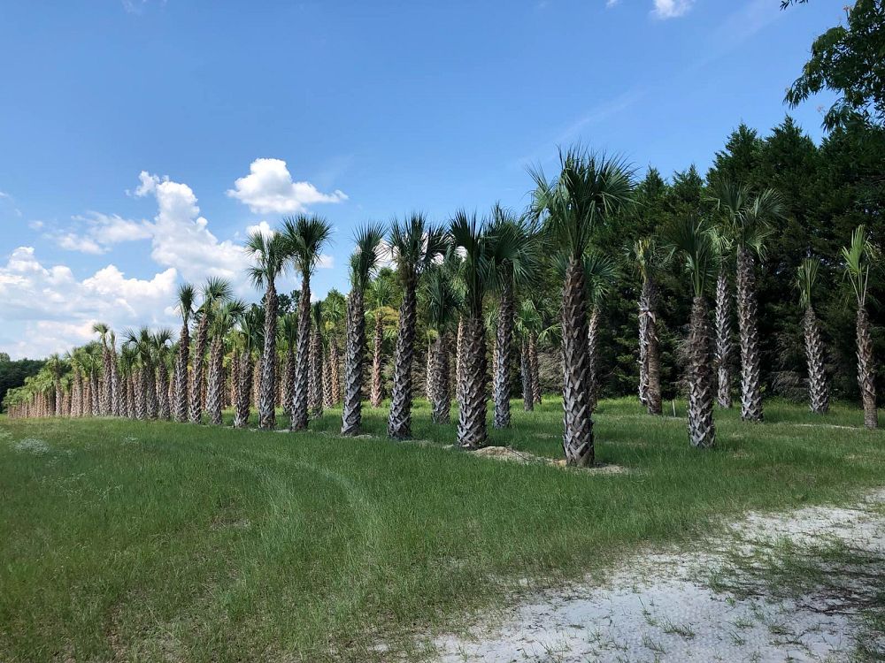 sabal-palmetto-regenerated-cabbage-palm-regenerated