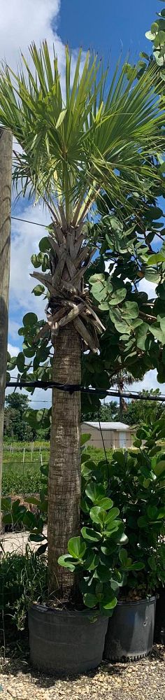 sabal-palmetto-regenerated-cabbage-palm-regenerated