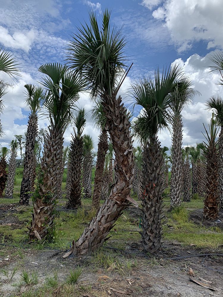 sabal-palmetto-regenerated-cabbage-palm-regenerated