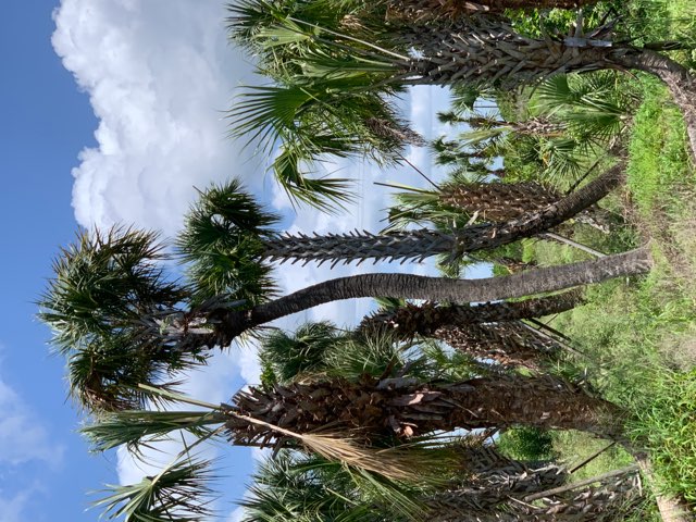 sabal-palmetto-regenerated-cabbage-palm-regenerated