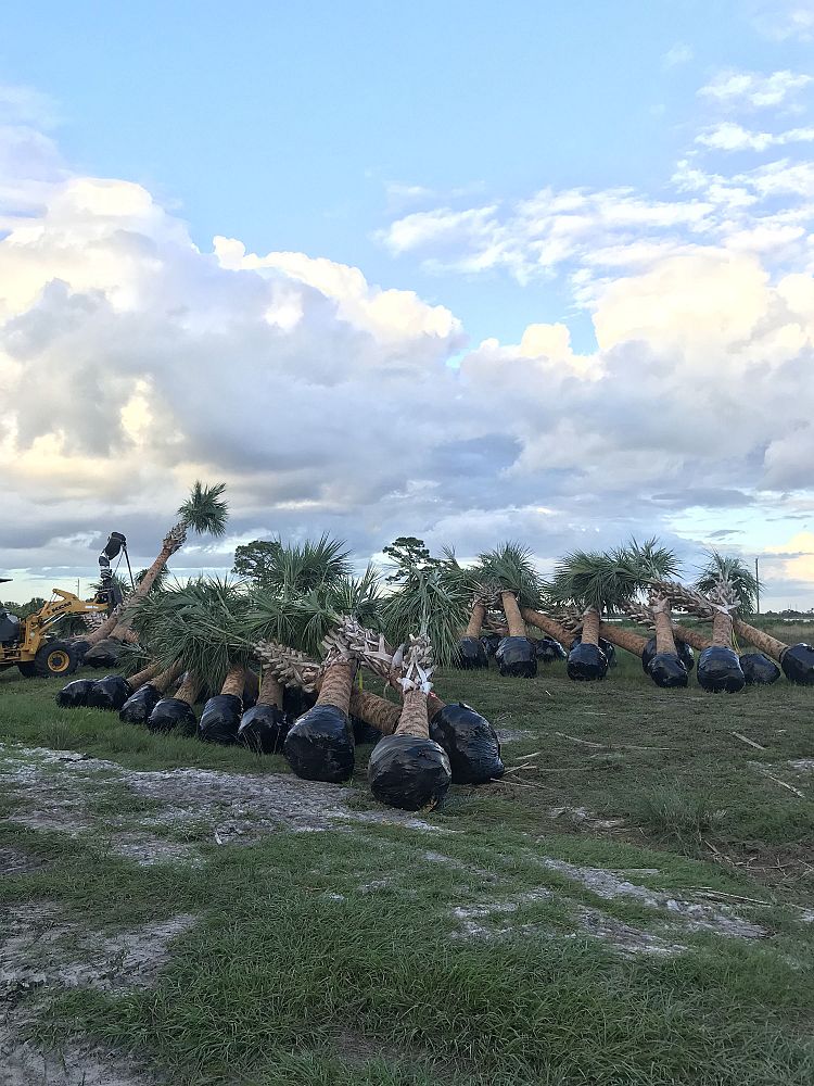 sabal-palmetto-regenerated-cabbage-palm-regenerated