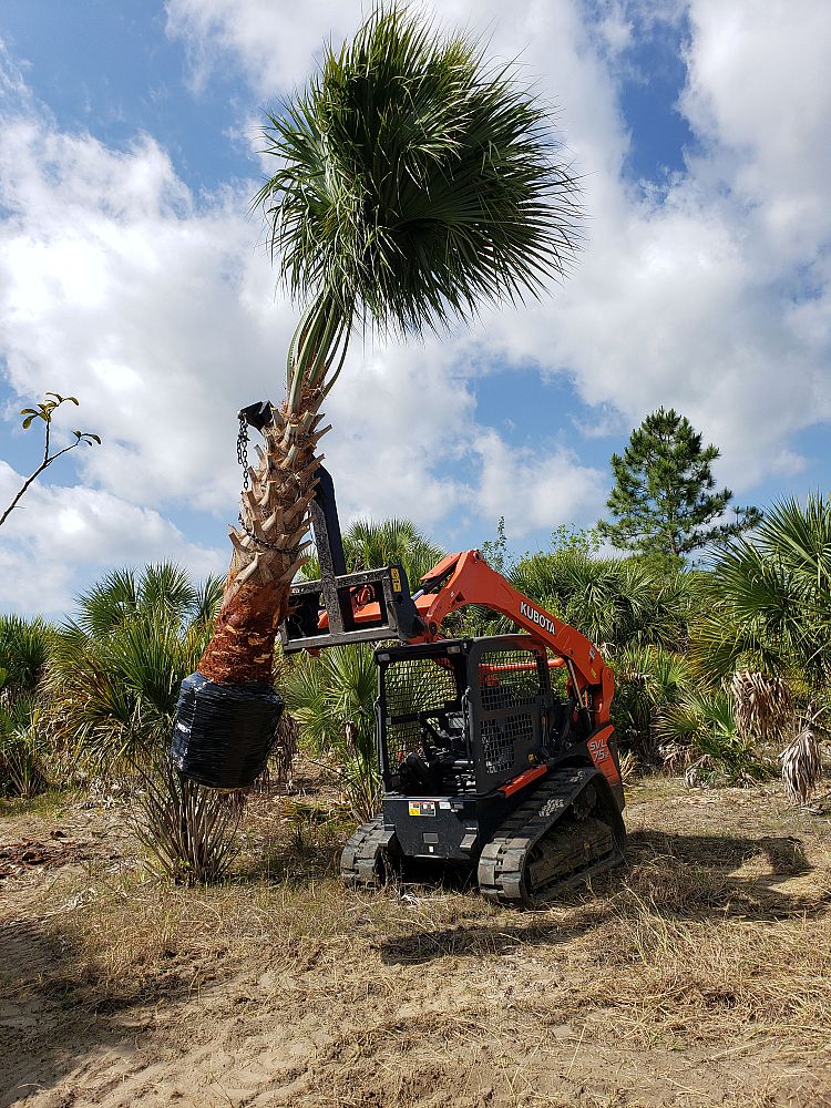 sabal-palmetto-regenerated-cabbage-palm-regenerated
