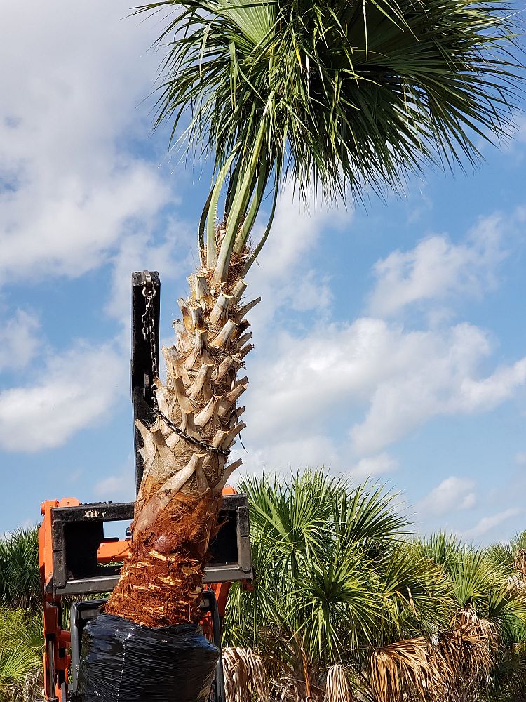 sabal-palmetto-regenerated-cabbage-palm-regenerated