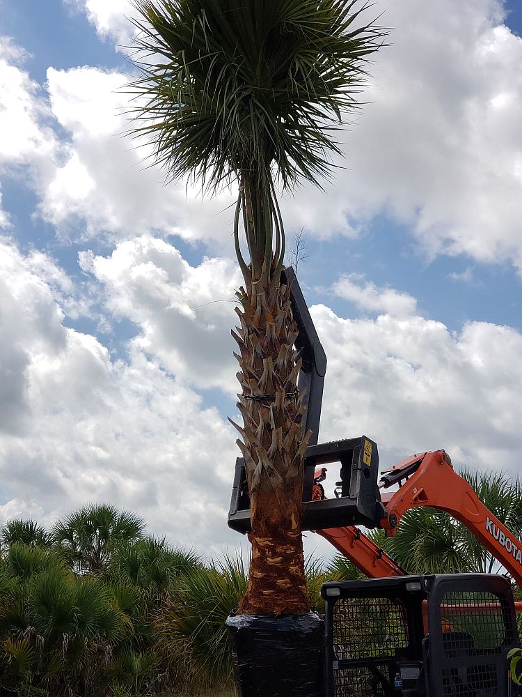 sabal-palmetto-regenerated-cabbage-palm-regenerated