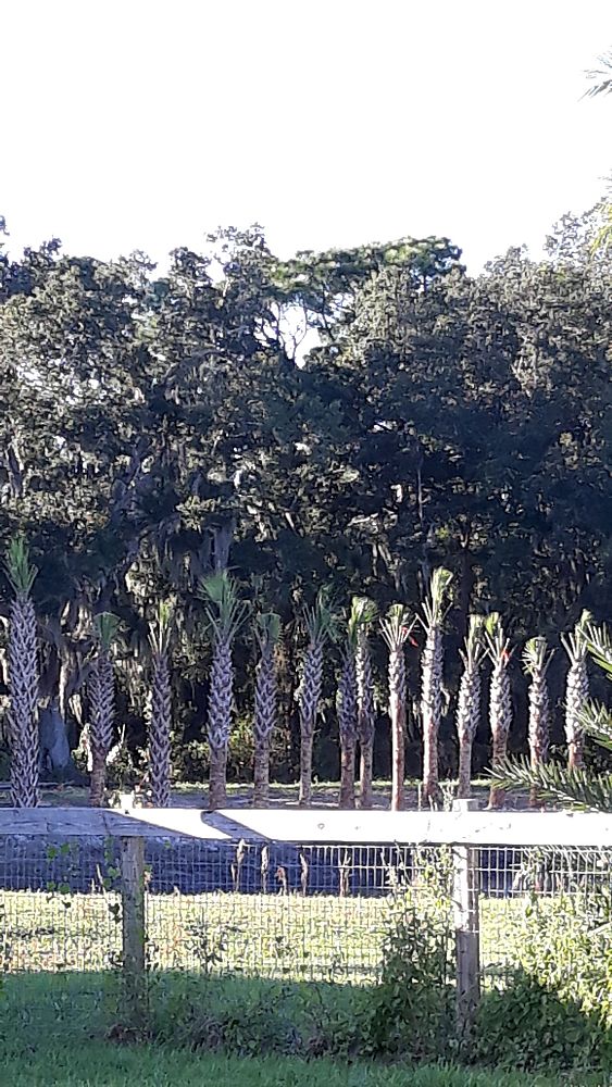 sabal-palmetto-regenerated-cabbage-palm-regenerated