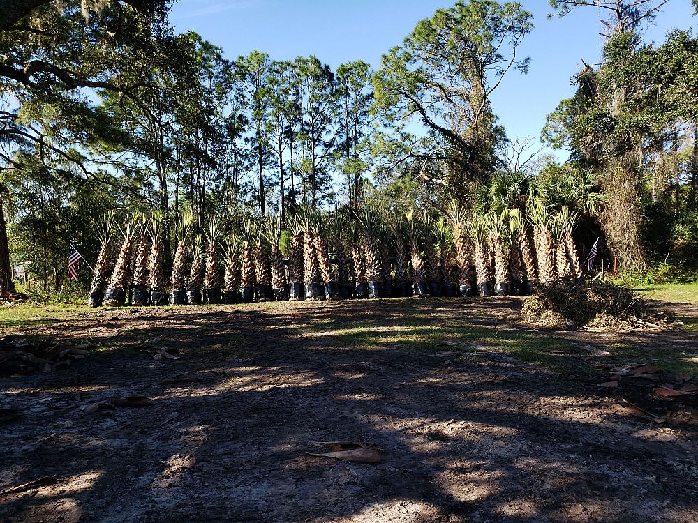 sabal-palmetto-regenerated-cabbage-palm-regenerated