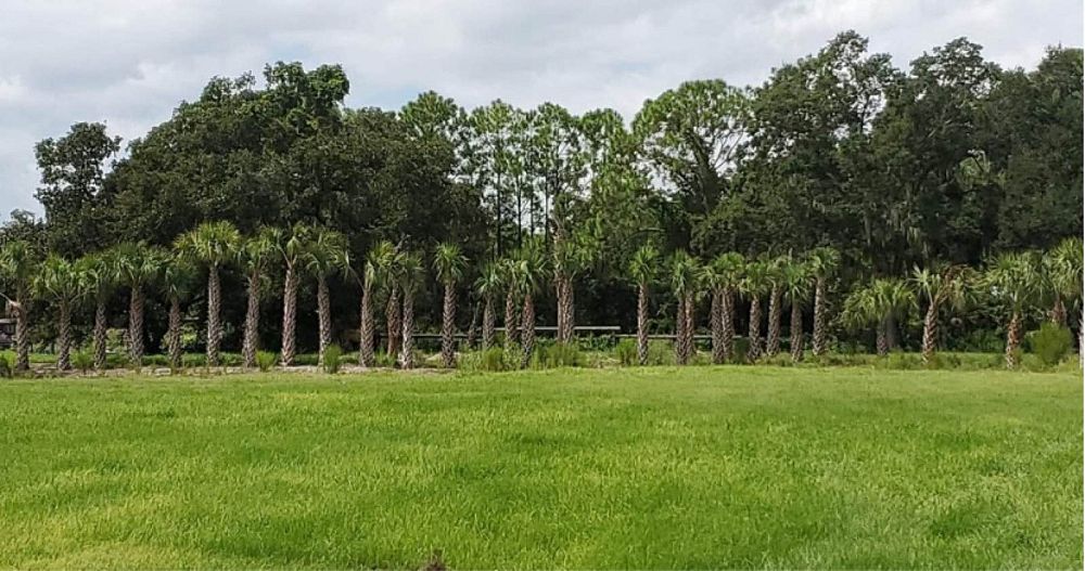 sabal-palmetto-regenerated-cabbage-palm-regenerated