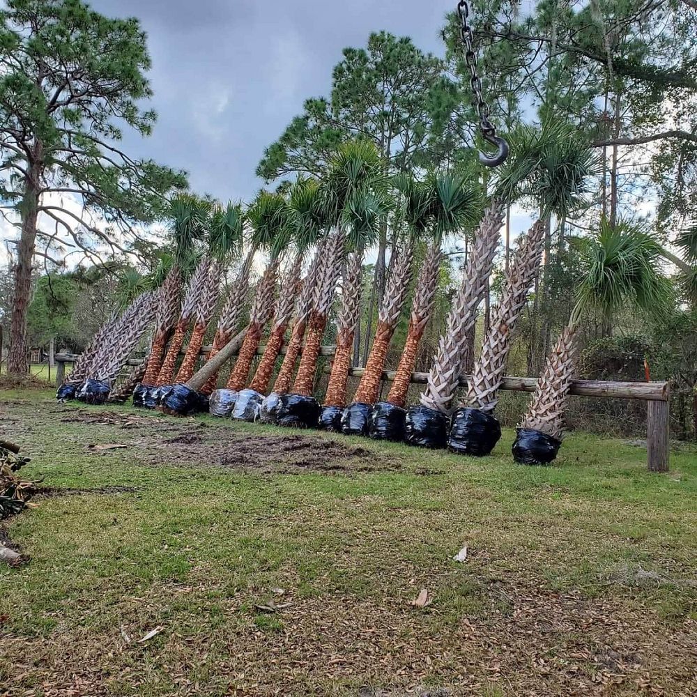 sabal-palmetto-regenerated-cabbage-palm-regenerated