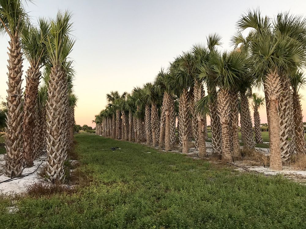 sabal-palmetto-regenerated-cabbage-palm-regenerated