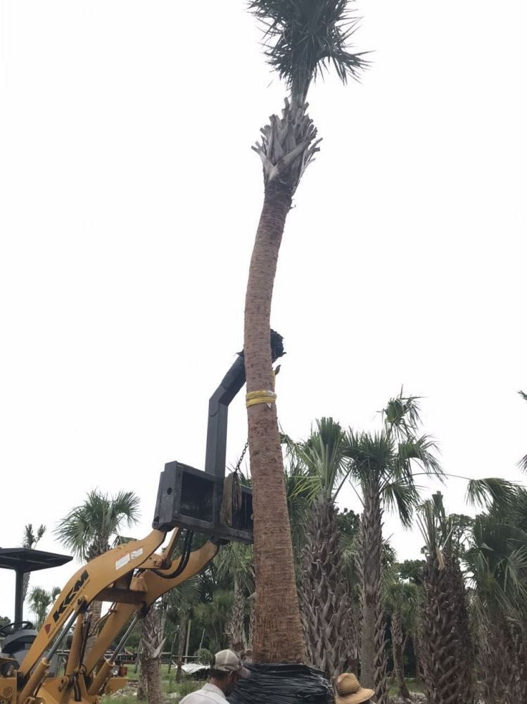 sabal-palmetto-regenerated-cabbage-palm-regenerated