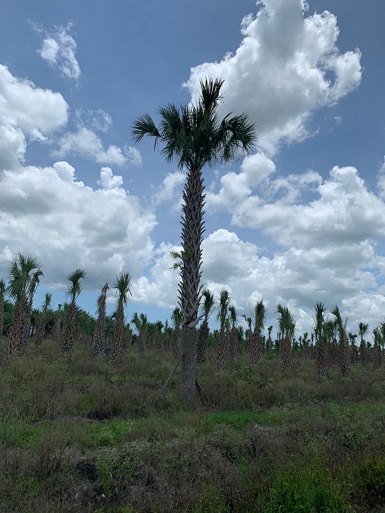 sabal-palmetto-regenerated-cabbage-palm-regenerated