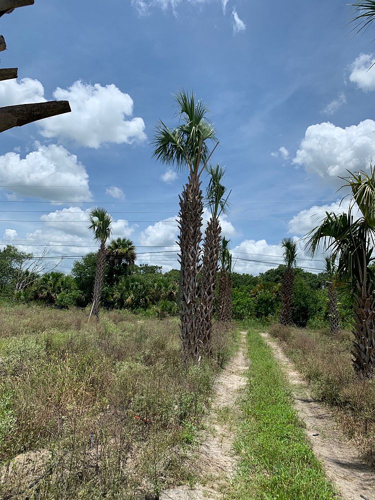 sabal-palmetto-regenerated-cabbage-palm-regenerated
