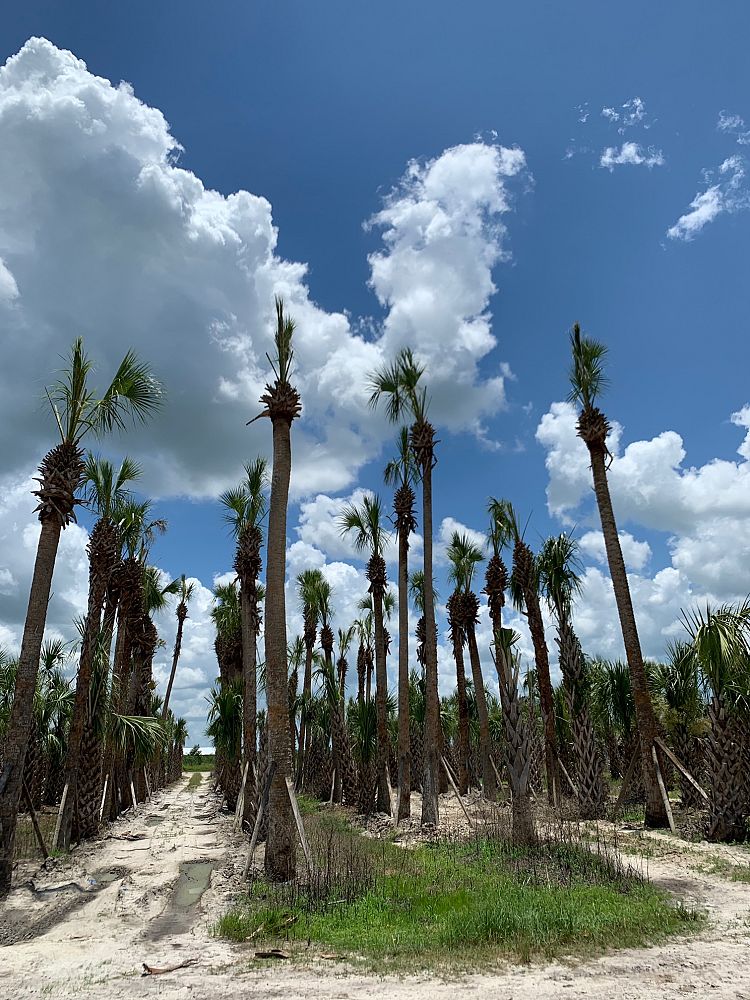 sabal-palmetto-regenerated-cabbage-palm-regenerated