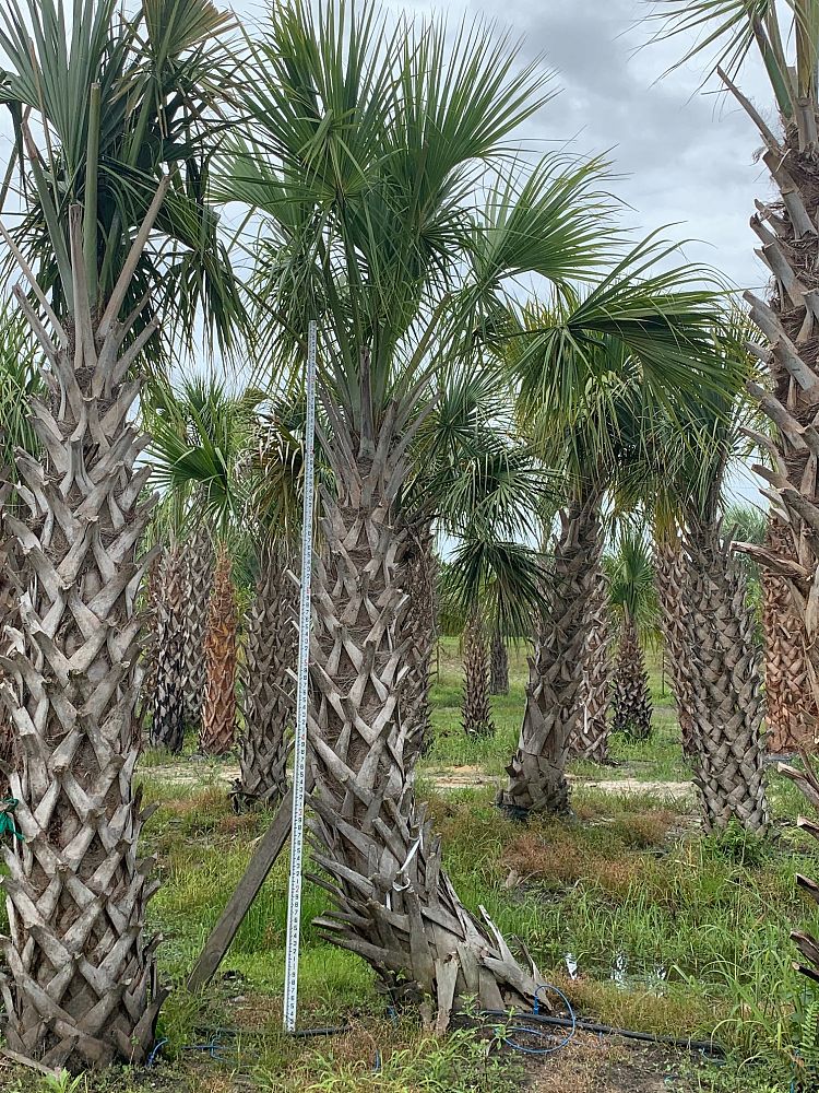 sabal-palmetto-regenerated-cabbage-palm-regenerated