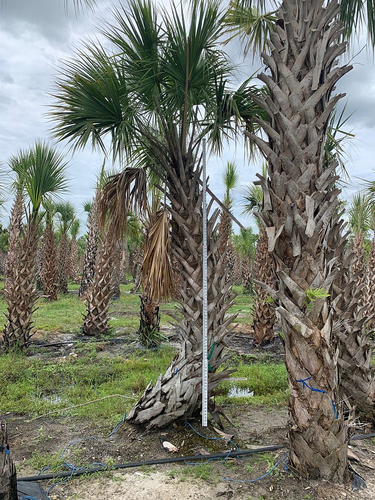 sabal-palmetto-regenerated-cabbage-palm-regenerated