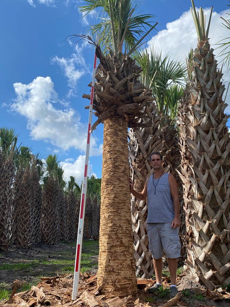 sabal-palmetto-regenerated-cabbage-palm-regenerated