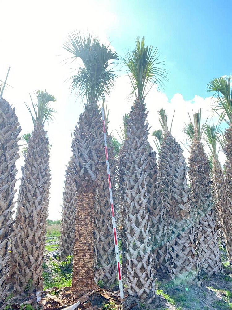 sabal-palmetto-regenerated-cabbage-palm-regenerated