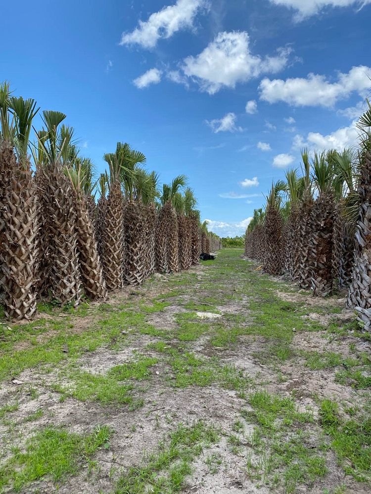 sabal-palmetto-regenerated-cabbage-palm-regenerated