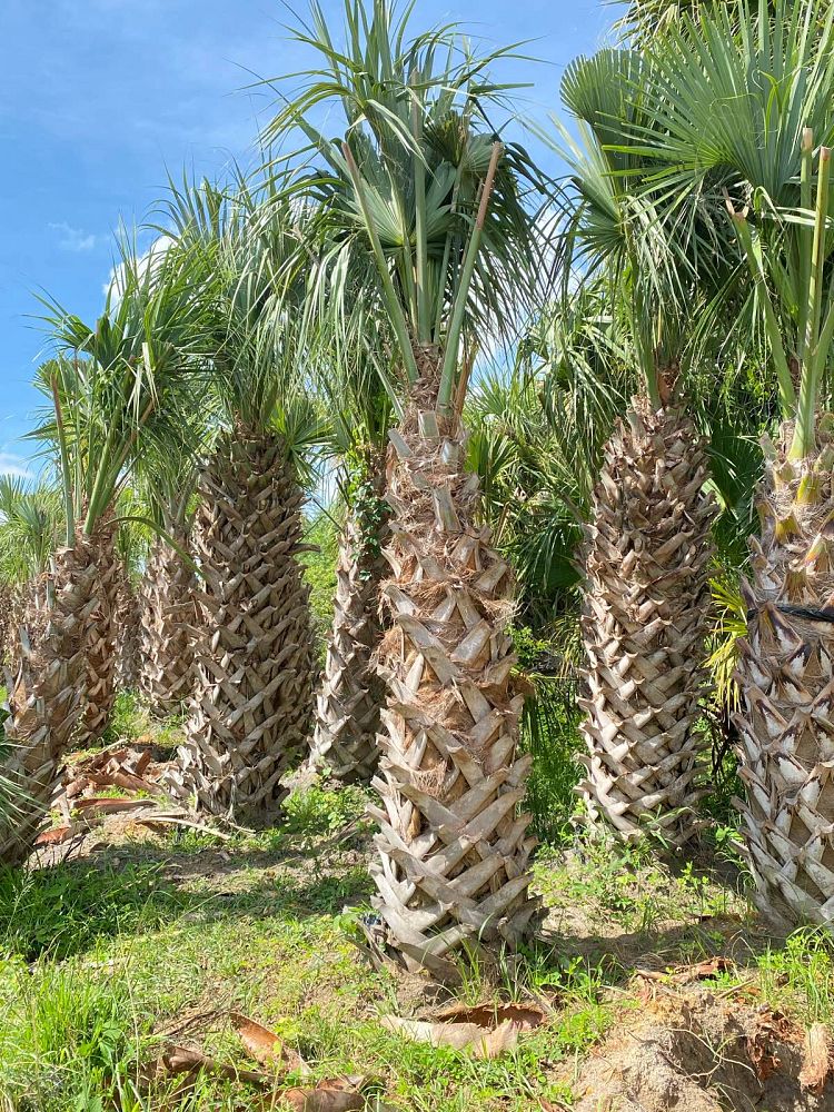 sabal-palmetto-regenerated-cabbage-palm-regenerated