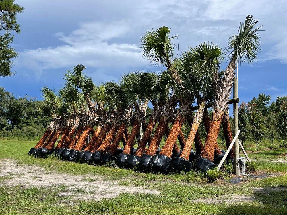 sabal-palmetto-regenerated-cabbage-palm-regenerated