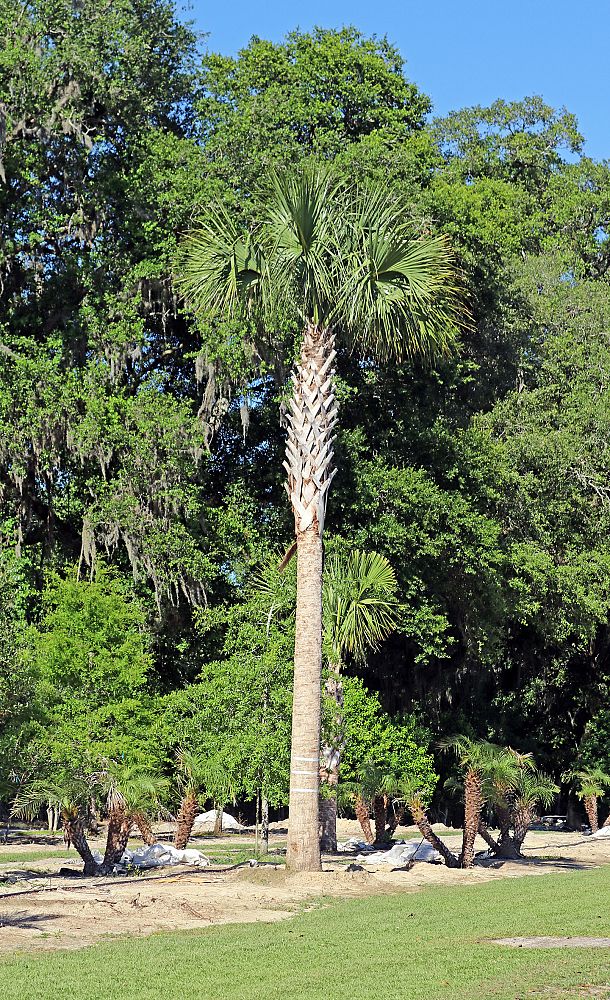 sabal-palmetto-regenerated-cabbage-palm-regenerated