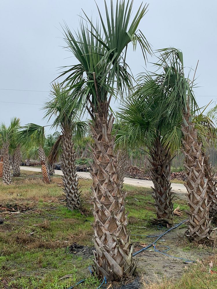 sabal-palmetto-regenerated-cabbage-palm-regenerated