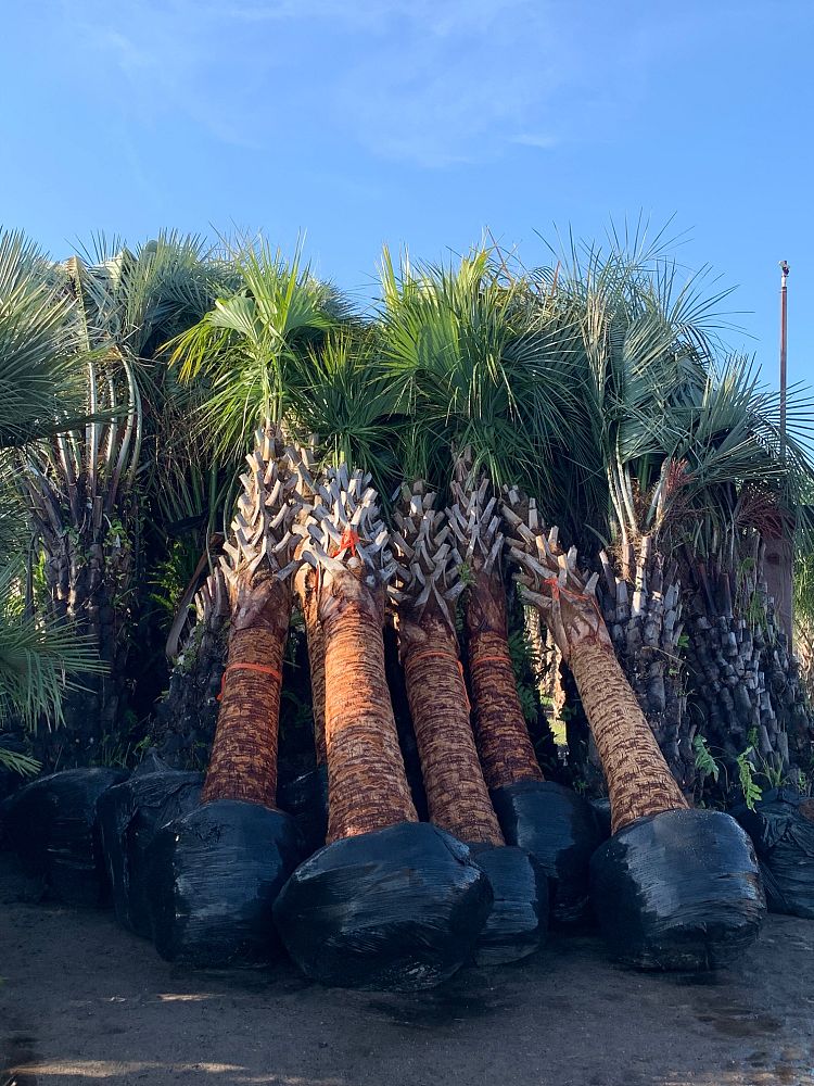 sabal-palmetto-regenerated-cabbage-palm-regenerated