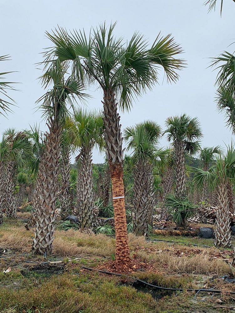 sabal-palmetto-regenerated-cabbage-palm-regenerated