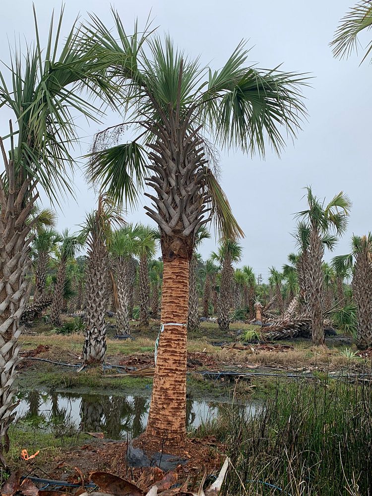 sabal-palmetto-regenerated-cabbage-palm-regenerated