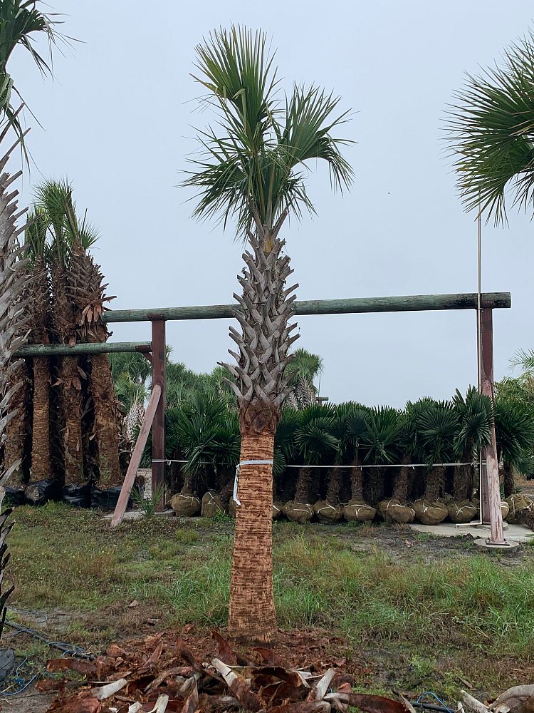 sabal-palmetto-regenerated-cabbage-palm-regenerated
