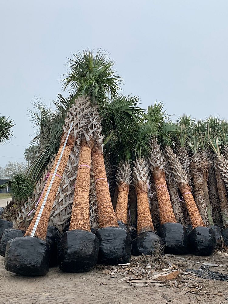 sabal-palmetto-regenerated-cabbage-palm-regenerated