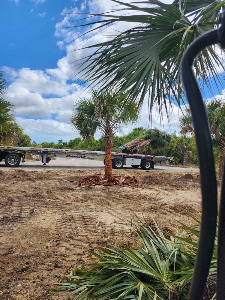 sabal-palmetto-regenerated-cabbage-palm-regenerated
