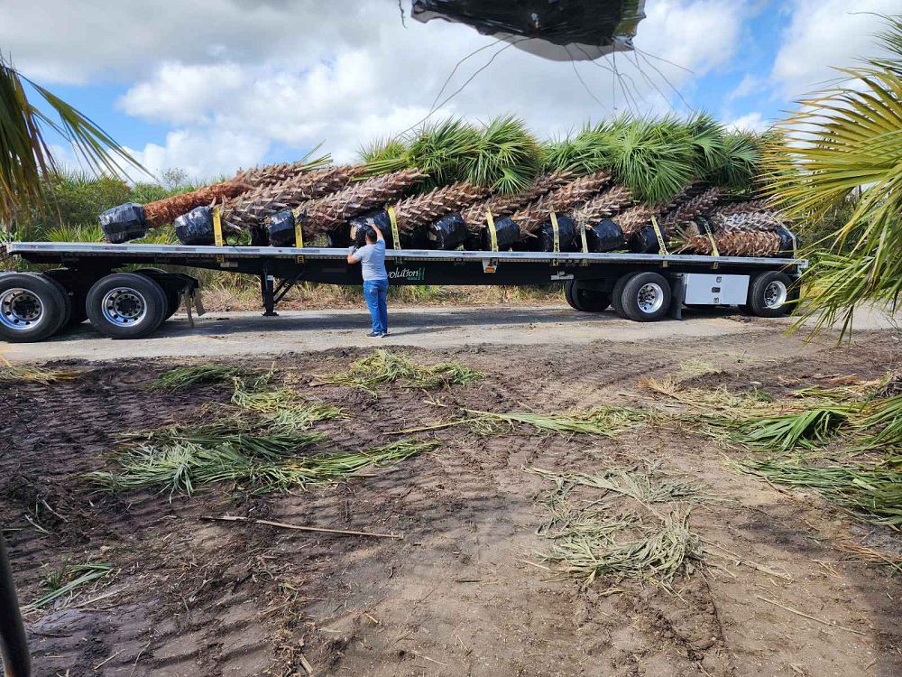 sabal-palmetto-regenerated-cabbage-palm-regenerated
