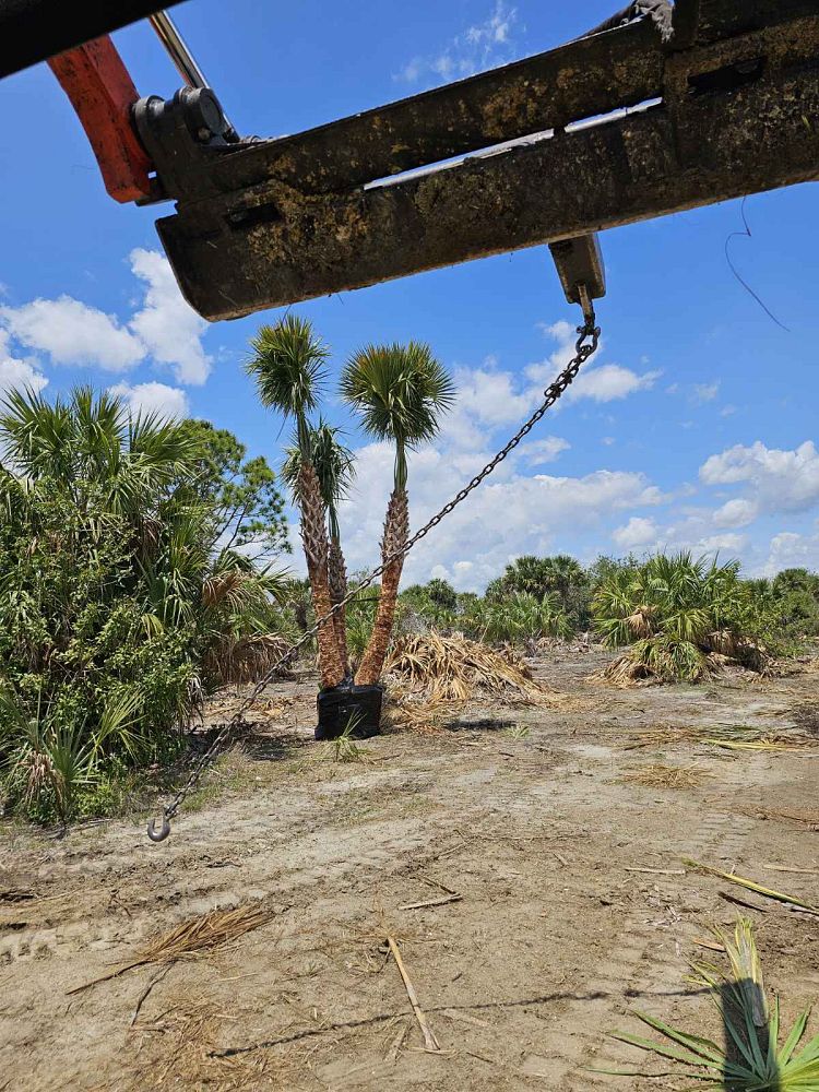 sabal-palmetto-regenerated-cabbage-palm-regenerated