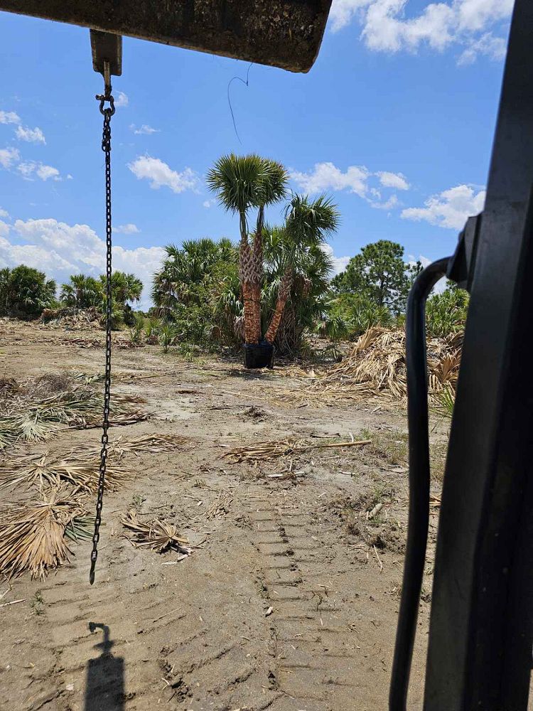 sabal-palmetto-regenerated-cabbage-palm-regenerated