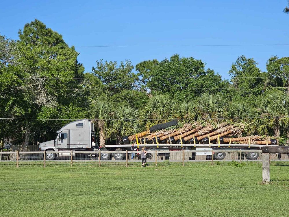 sabal-palmetto-regenerated-cabbage-palm-regenerated