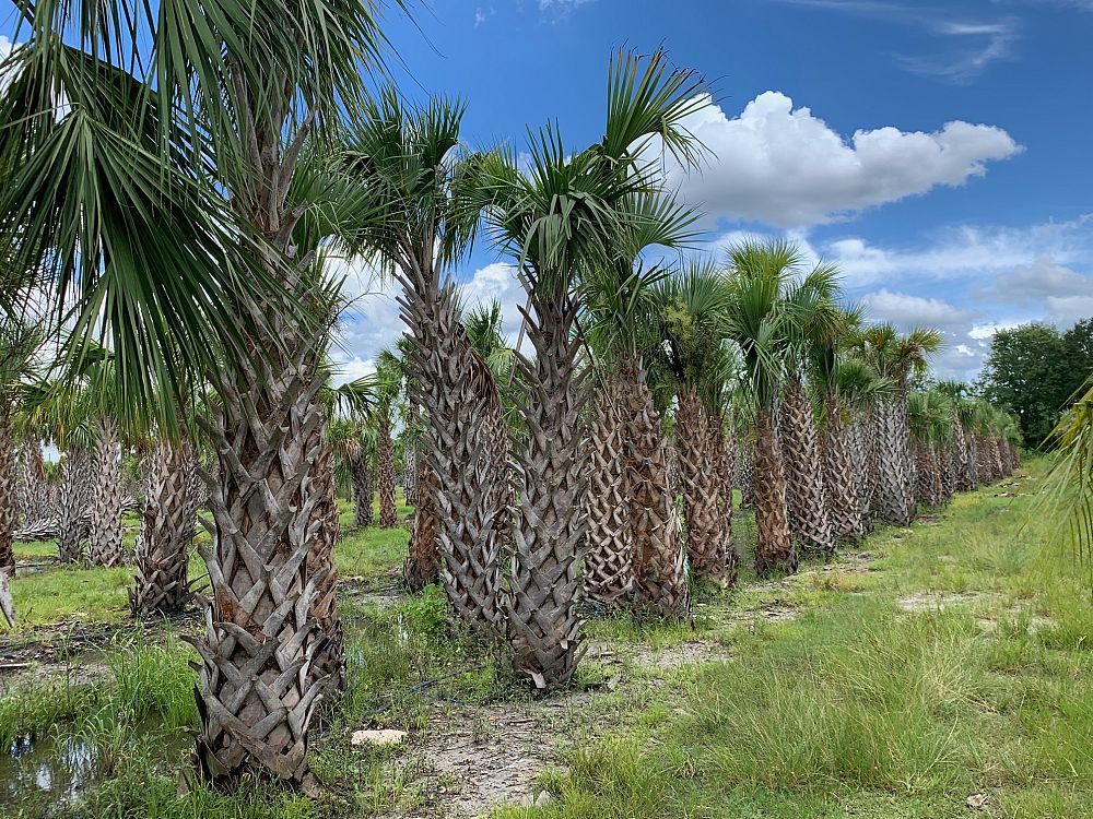 sabal-palmetto-regenerated-cabbage-palm-regenerated
