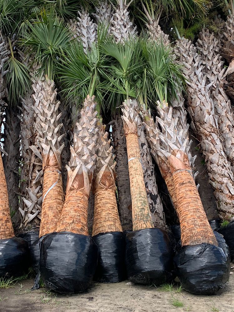 sabal-palmetto-regenerated-cabbage-palm-regenerated