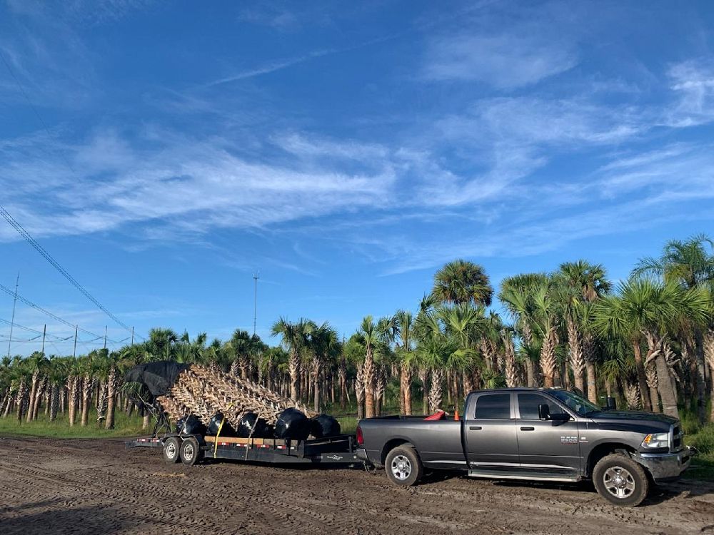 sabal-palmetto-regenerated-cabbage-palm-regenerated