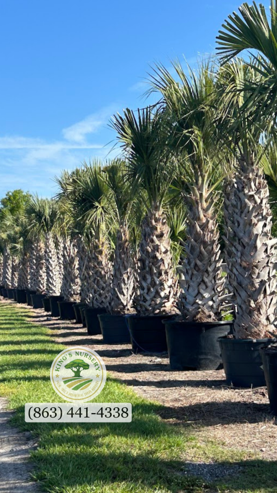 sabal-palmetto-regenerated-cabbage-palm-regenerated