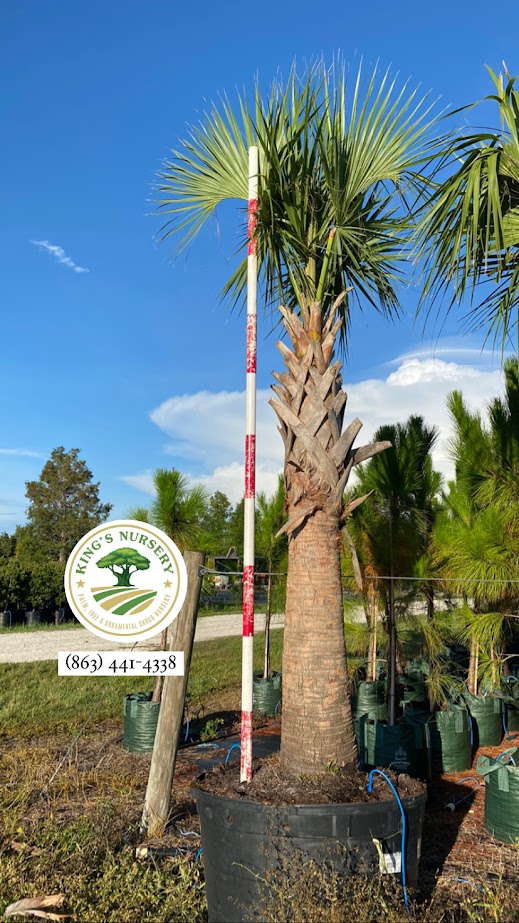 sabal-palmetto-regenerated-cabbage-palm-regenerated