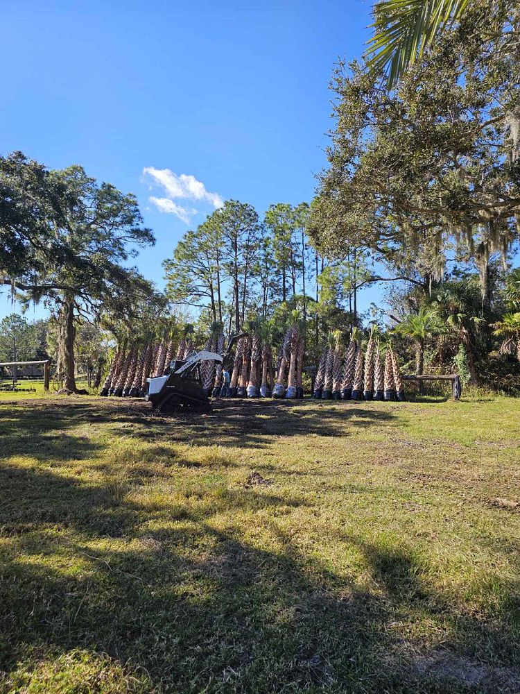 sabal-palmetto-regenerated-cabbage-palm-regenerated