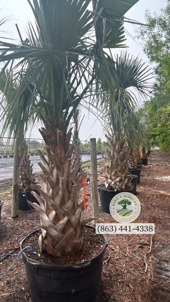sabal-palmetto-regenerated-cabbage-palm-regenerated